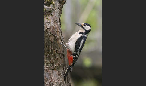 Buntspecht (Dendrocopos major)