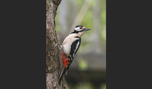 Buntspecht (Dendrocopos major)