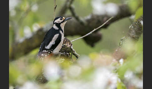 Buntspecht (Dendrocopos major)