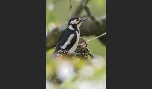 Buntspecht (Dendrocopos major)