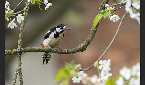 Buntspecht (Dendrocopos major)