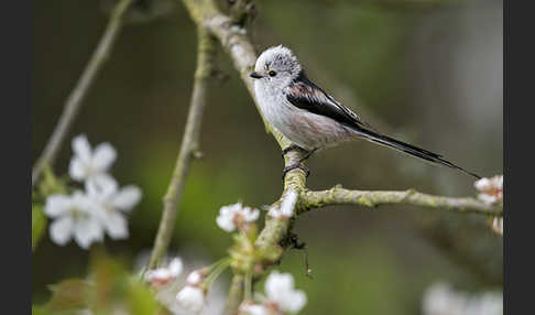 Schwanzmeise (Aegithalos caudatus)