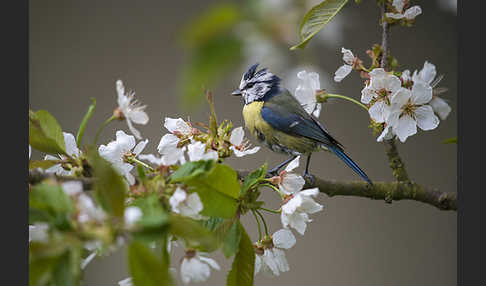 Blaumeise (Parus caeruleus)