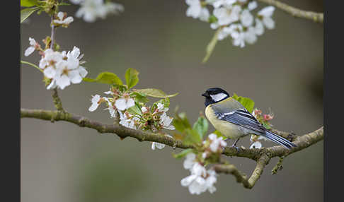 Kohlmeise (Parus major)