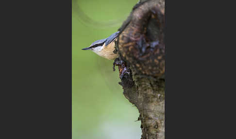 Kleiber (Sitta europaea)