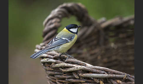 Kohlmeise (Parus major)