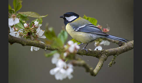 Kohlmeise (Parus major)