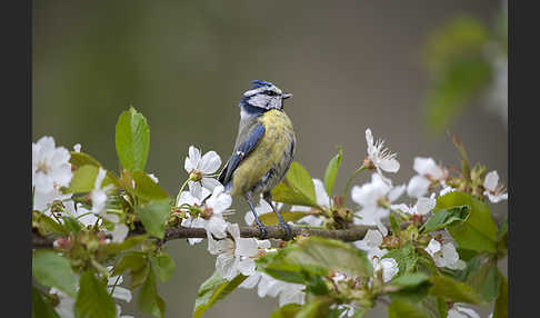 Blaumeise (Parus caeruleus)