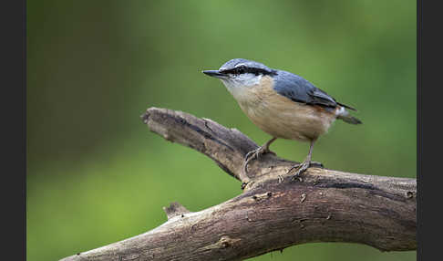 Kleiber (Sitta europaea)