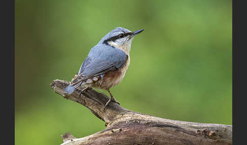 Kleiber (Sitta europaea)