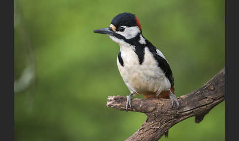 Buntspecht (Dendrocopos major)