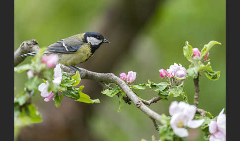 Kohlmeise (Parus major)