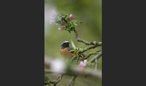 Gartenrotschwanz (Phoenicurus phoenicurus)