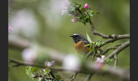 Gartenrotschwanz (Phoenicurus phoenicurus)