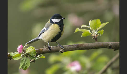 Kohlmeise (Parus major)