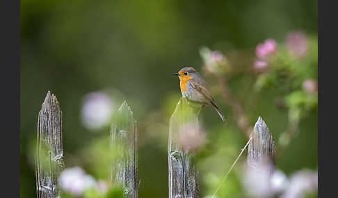 Rotkehlchen (Erithacus rubecula)