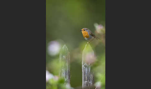 Rotkehlchen (Erithacus rubecula)