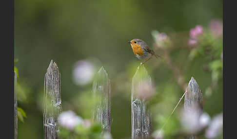 Rotkehlchen (Erithacus rubecula)