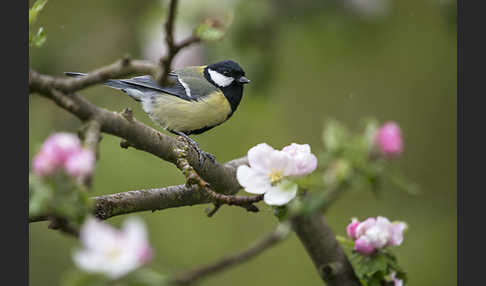 Kohlmeise (Parus major)