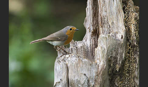 Rotkehlchen (Erithacus rubecula)