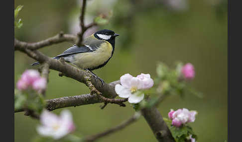 Kohlmeise (Parus major)