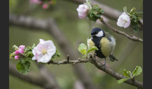 Kohlmeise (Parus major)