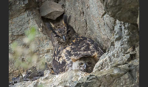 Uhu (Bubo bubo)