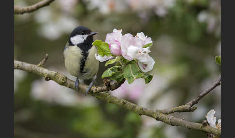 Kohlmeise (Parus major)