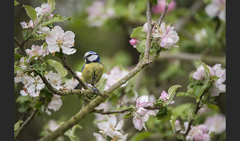 Blaumeise (Parus caeruleus)