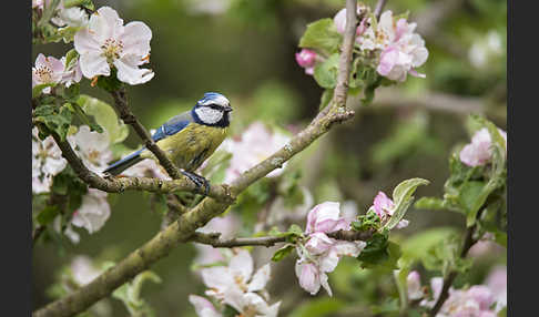 Blaumeise (Parus caeruleus)