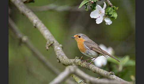 Rotkehlchen (Erithacus rubecula)