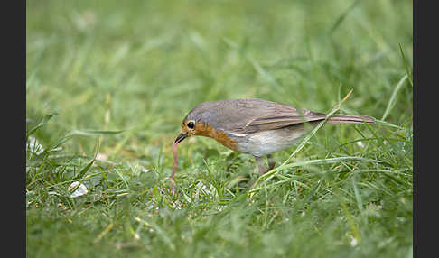 Rotkehlchen (Erithacus rubecula)