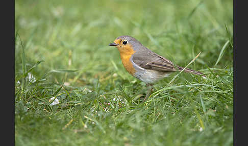 Rotkehlchen (Erithacus rubecula)