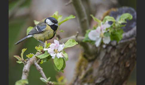 Kohlmeise (Parus major)