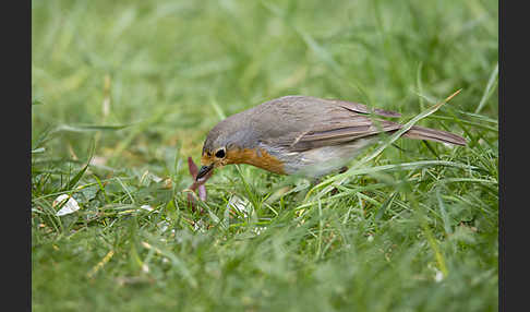 Rotkehlchen (Erithacus rubecula)