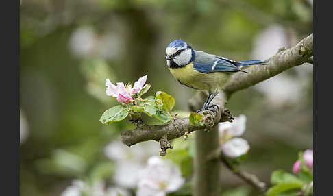 Blaumeise (Parus caeruleus)