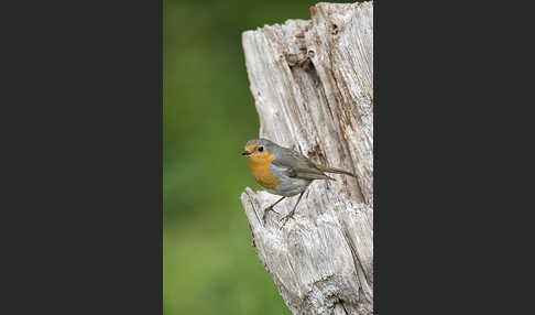 Rotkehlchen (Erithacus rubecula)