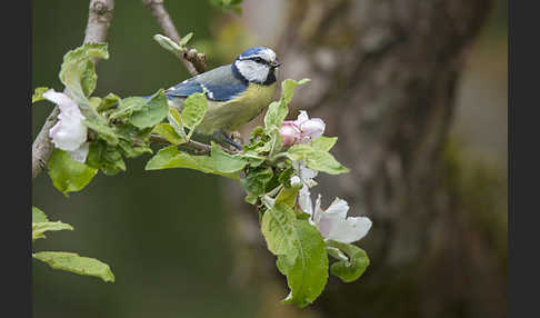 Blaumeise (Parus caeruleus)