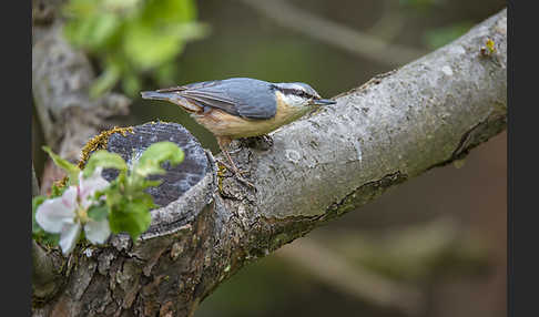 Kleiber (Sitta europaea)