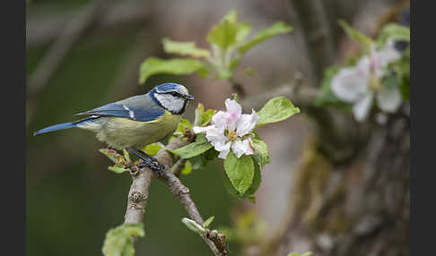 Blaumeise (Parus caeruleus)