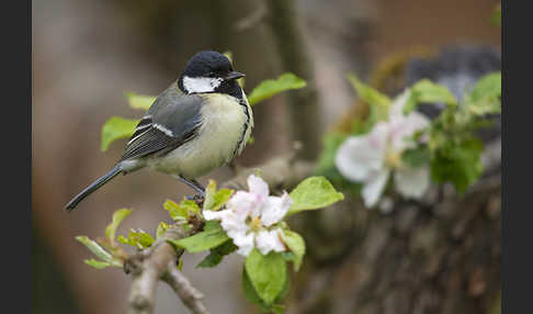 Kohlmeise (Parus major)