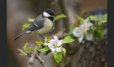 Kohlmeise (Parus major)