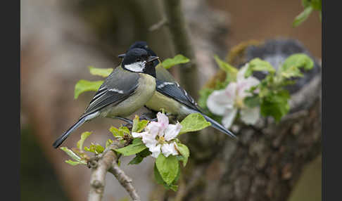 Kohlmeise (Parus major)