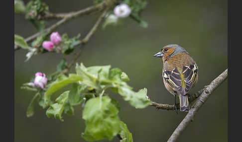 Buchfink (Fringilla coelebs)