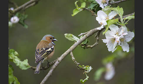 Buchfink (Fringilla coelebs)