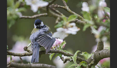 Kohlmeise (Parus major)