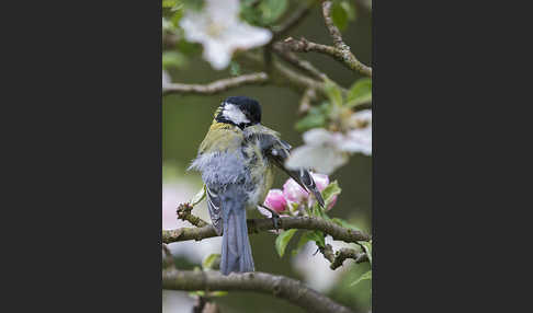 Kohlmeise (Parus major)