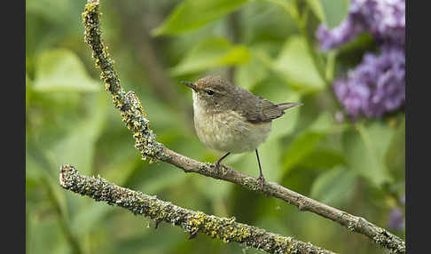 Zilpzalp (Phylloscopus collybita)