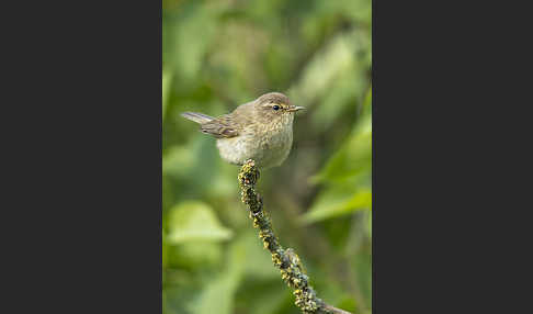 Zilpzalp (Phylloscopus collybita)