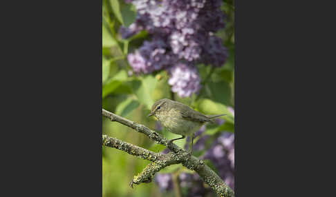 Zilpzalp (Phylloscopus collybita)